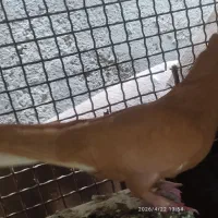 کبوتر دم سفید