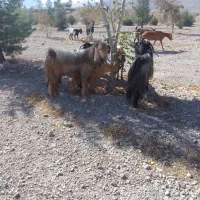 بز چاق