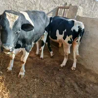 گوساله نر|حیوانات مزرعه|بادرود, |دیوار