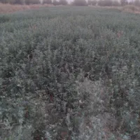 زمین یونجه|فروش زمین و ملک کلنگی|درگز, |دیوار