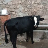 گوساله و گاو