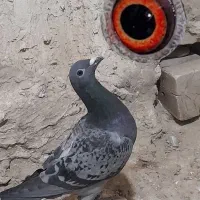 کبوتر  گمشده