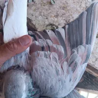 کبوتر شهری ونقره ای نر