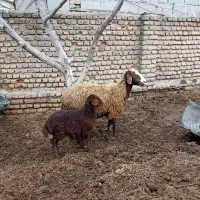 گوسفند قزل افشار ،شکم دوم ،بره ماده