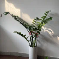 زاموفیلیا گل طبیعی ۸ ساقه