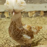 جوجه مرغ خروس سلطان پولند لهستانی زینتی کاکل پاپر|حیوانات مزرعه|رشت, حاجی آباد|دیوار