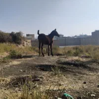 کره مادیان قره کهر هفت ماهه نوه سیوان فیضی بوکان