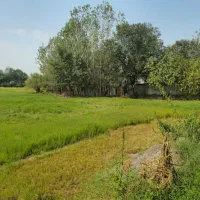زمین مسکونی۳۰۰متری/پروانه/نامه بنیاد/کوچصفهان|فروش زمین و ملک کلنگی|کوچصفهان, |دیوار