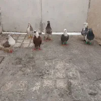 کفتر رنگه وصید