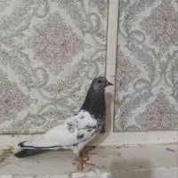 پرنده