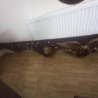 کتیبه عقاب|پرده، رانر، رومیزی|خسروشاه, |دیوار