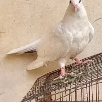 کبوتر سفید