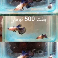 ماهی فایتر|ماهی|تبریز, |دیوار