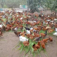 مرغ محلی تخم گذار درجه یک|حیوانات مزرعه|تهران, اوین|دیوار