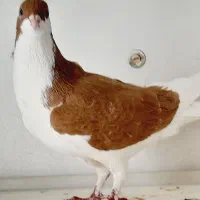 کبوتر|پرنده|تاکستان, |دیوار