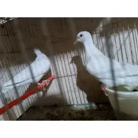کبوتر قشنگ خوشگل|پرنده|مشهد, شهرک بهارستان|دیوار
