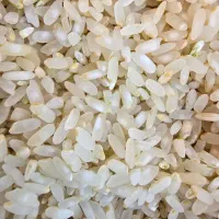 برنج کامفیروزی