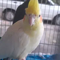 یک جفت عروسی هلندی آماده تخم گذاری