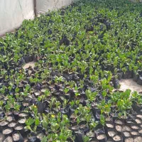 گل همیشه بهار تزئینی معابر و حیاط