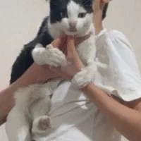 گربه|گربه|قزوین, |دیوار