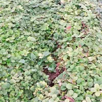 توت فرنگی کاماروس|خدمات باغبانی و درختکاری|خان ببین, |دیوار