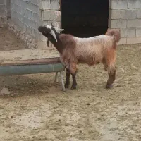 سوپر گوشت فرزاد