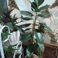 فروش فیکوس طبیعی