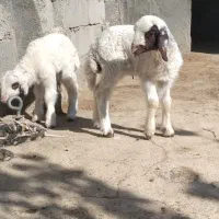 بره نر ماده سنجابی اصیل در میراباد|حیوانات مزرعه|جوانرود, |دیوار