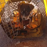 توله سگ شی واوا دوماه،به قیمت خیلی مناسب|سگ|صفادشت, |دیوار