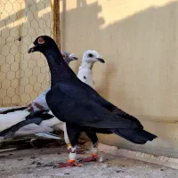 کفتر بوم آلمانی پلنگ ابلغ سار اوغون زاغ سوسکی بزک|پرنده|مشهد, پورسینا|دیوار