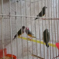 گلدین زیبا وفنچ کرواتی