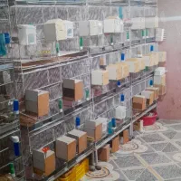 فروش انواع پرنده  دیوار  صورتی