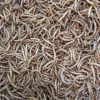 میلورم خشک و زنده