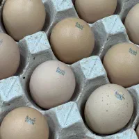 تخم نطفه دار برهما اصیل