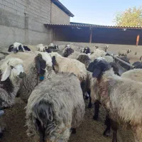 گوسفند داشتی|حیوانات مزرعه|شیراز, برمشور علیا|دیوار