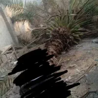 هرسنخلریگاندرمنزلو باغ|خدمات باغبانی و درختکاری|میناب, |دیوار