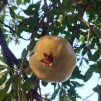 فروش خانه باغ در کران سیرجان عالی و استثنایی