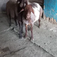 ۲ راس بره نر افشاری استخوان دار