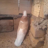 کفتر شازده زرد|پرنده|اردکان, |دیوار