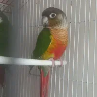 گرینچیک ماده با قرمزی بالا