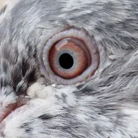 نر وماده پیور فروشی|پرنده|ایرانشهر, |دیوار