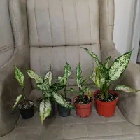 انواع گل پتوس اگلونما دیفن برگ انجیری فیکوس قاشقی|گل و گیاه طبیعی|تهران, جیحون|دیوار