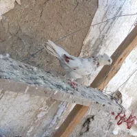 کبوتر تهرانی ومسافتی گرفتنی