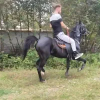 اسب مشکی ذغالی