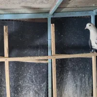 دو تا کلاغ کربلایی سیاه|پرنده|مشهد, ویلاشهر|دیوار