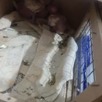 جوجه لوتینو سرلاکی