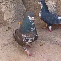 کفتر دو جفت شهری گل زرد شیش دونگ