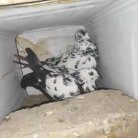 تعدادی کبوتر بزک تهرونی کاشونی شازده پلاکی|پرنده|شهرضا, |دیوار