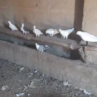 ۷عدد کبوتر پرشی سالم