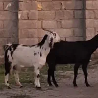 بز آوست سرمایه